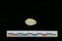 藏品(黃寶螺)的圖片